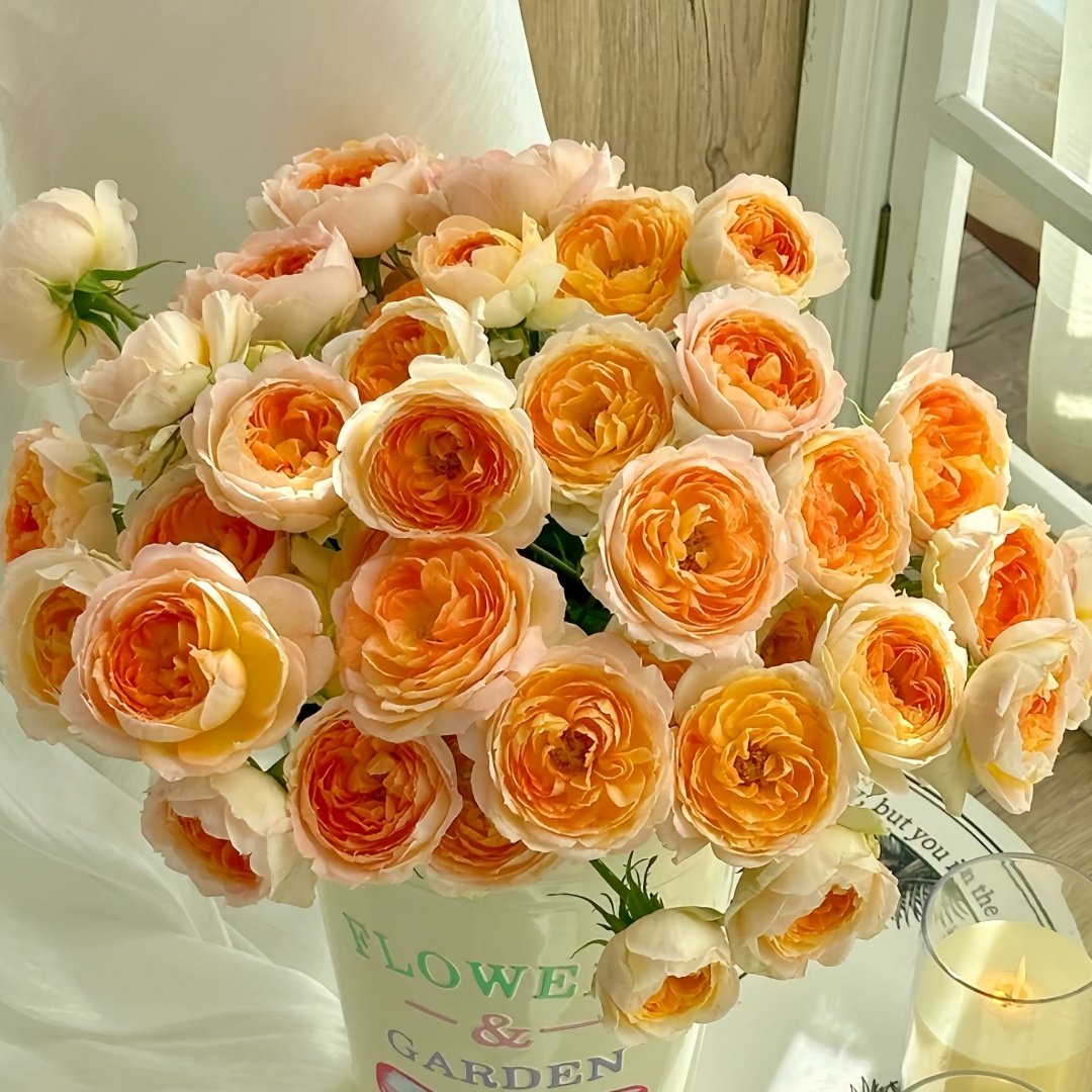 Princess Aiko Rose Plant|爱子公主 image 9
