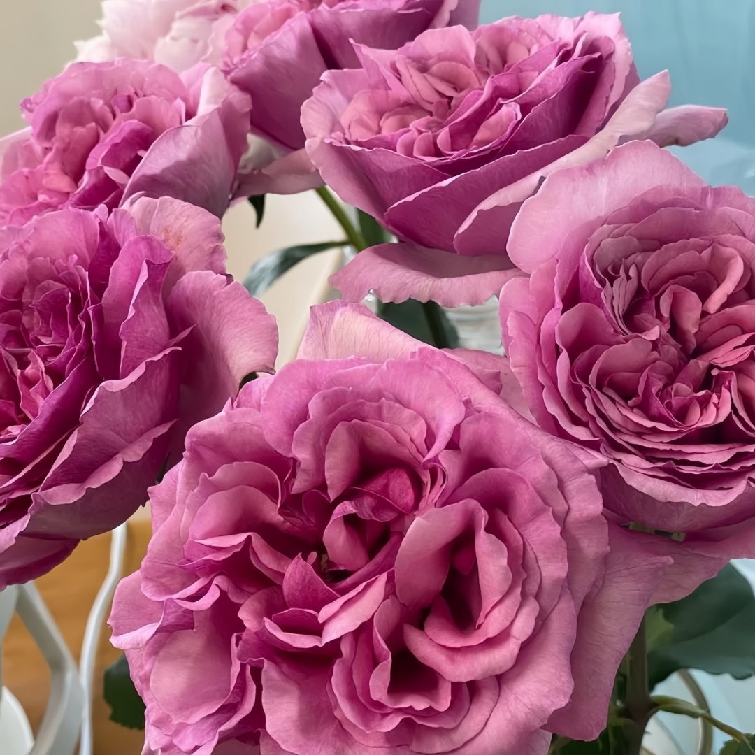 Aromatique Rose Plant｜伊芙芳香世家 image 7