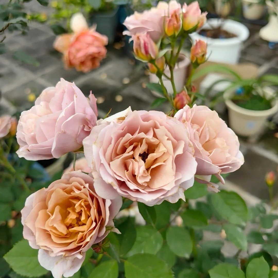 Iori Rose Plant｜八神庵 image 5