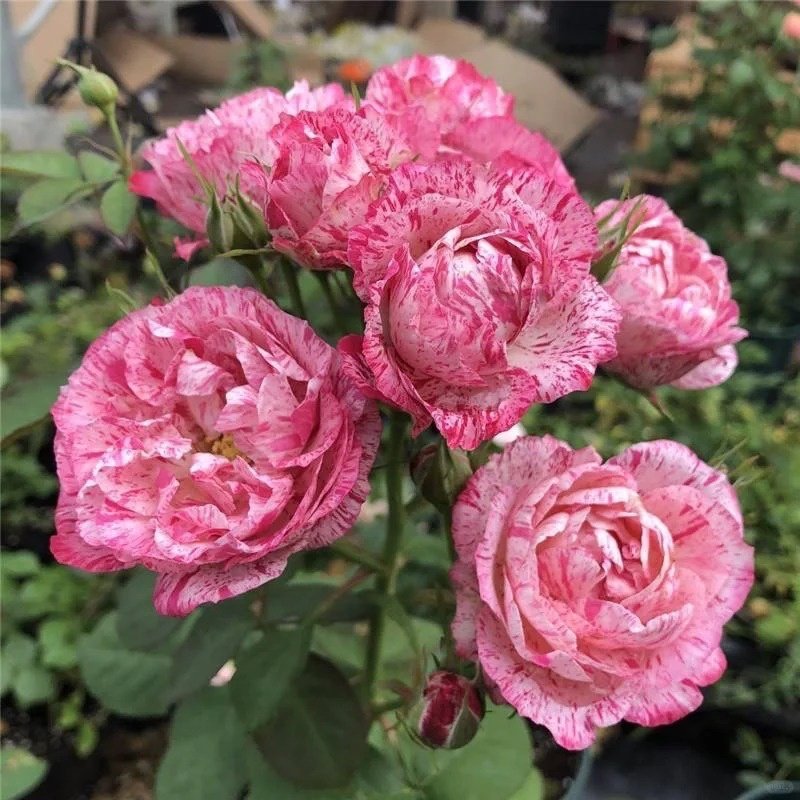 Lady Candle Rose Plant|雪花肥牛 image 4