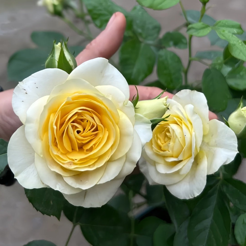 Avocado Rose Plant｜牛油果 image 3