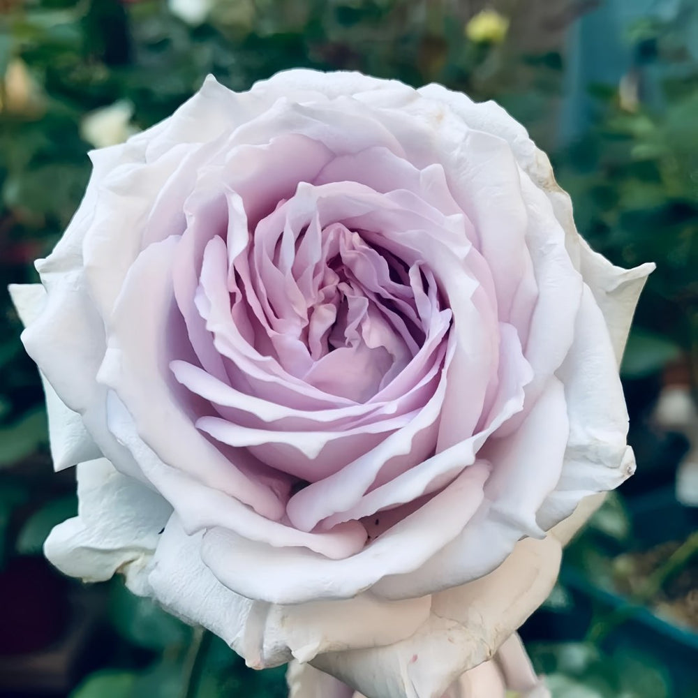 Porte Bleue Rose Plant|蓝色之门 image 4
