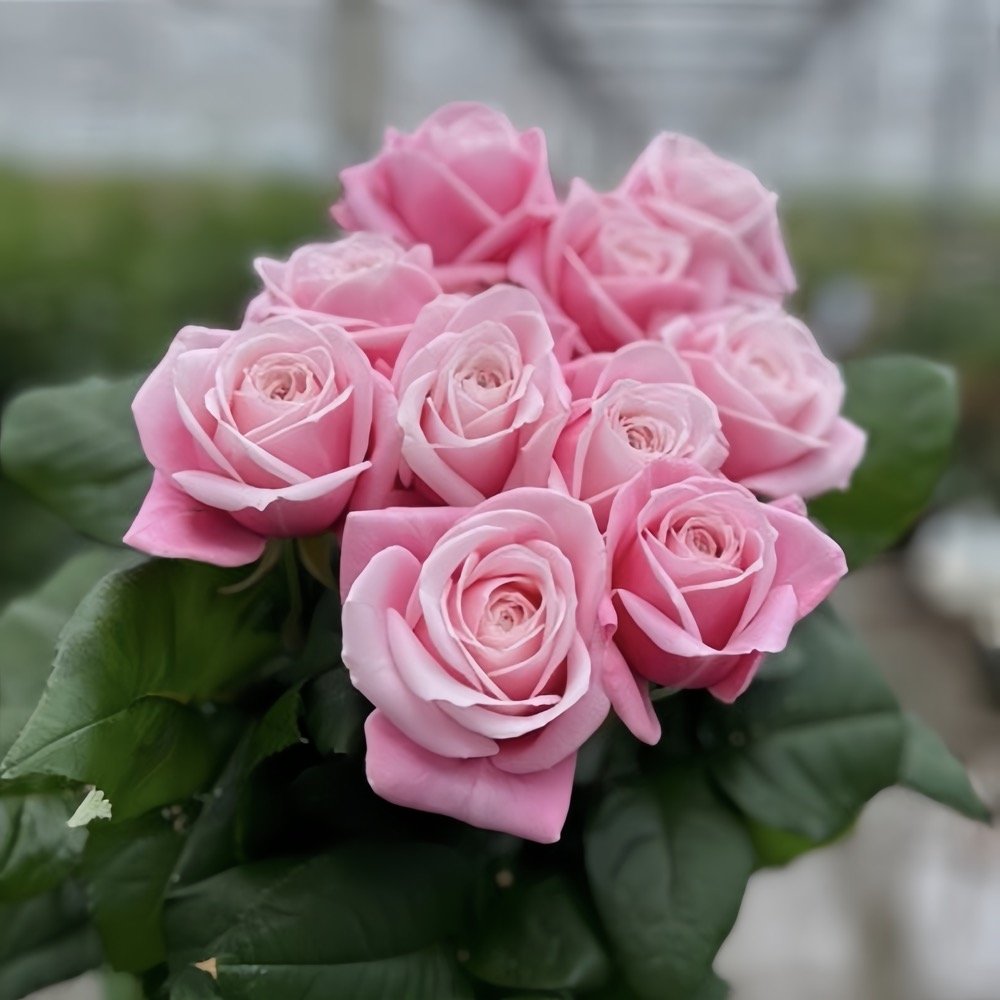 Rebellion Pink Rose Plant|粉色叛乱 image 0