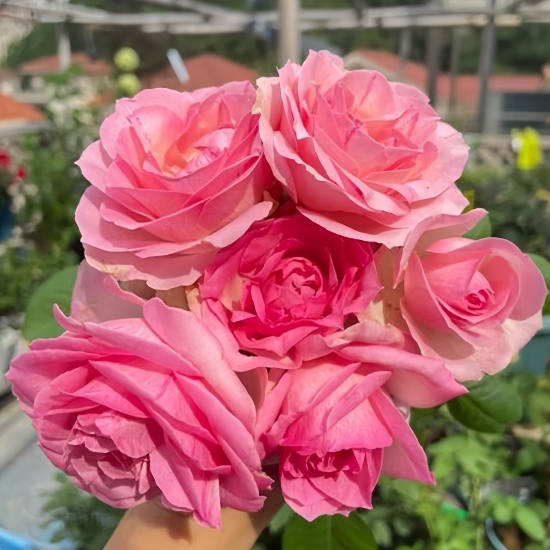 Candy Avalanche Rose Plant｜糖果雪山 image 0
