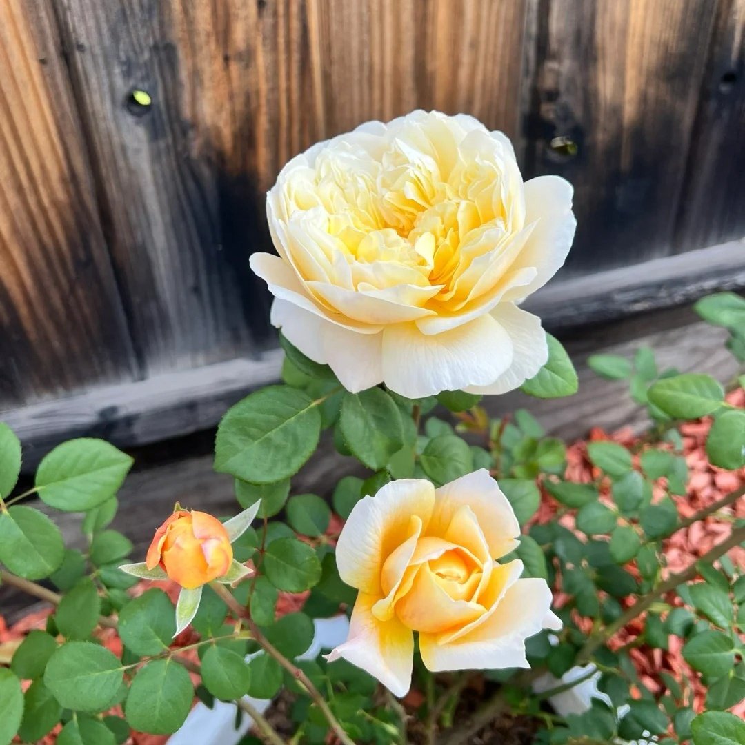 Charles Darwin Rose Plant | 查尔斯达尔文 image 1