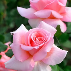 Summer Lady Rose Plant|夏日女士 image 2