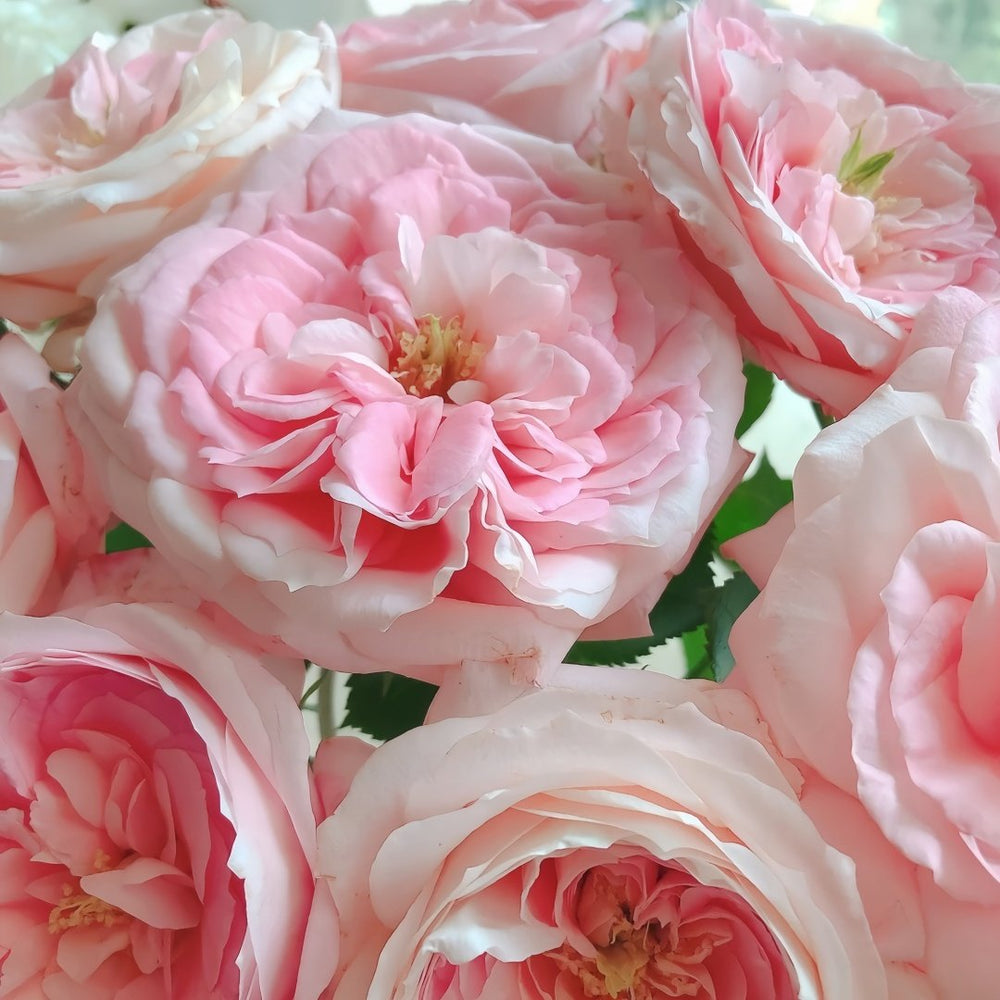 Bella Linda Kiss Rose Plant｜亲吻琳达 image 4