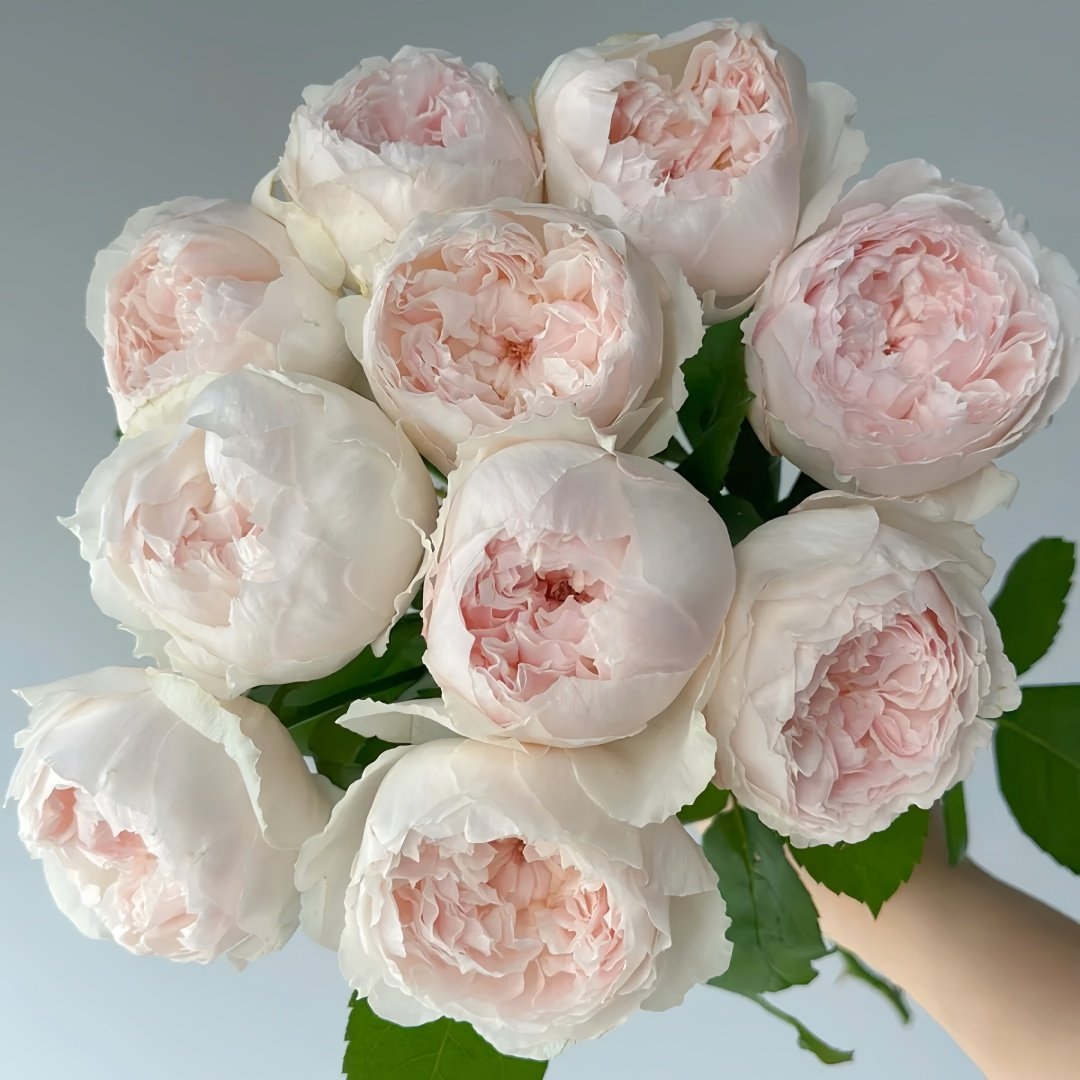 Cocotte Rose Plant | 可爱瓷 image 0