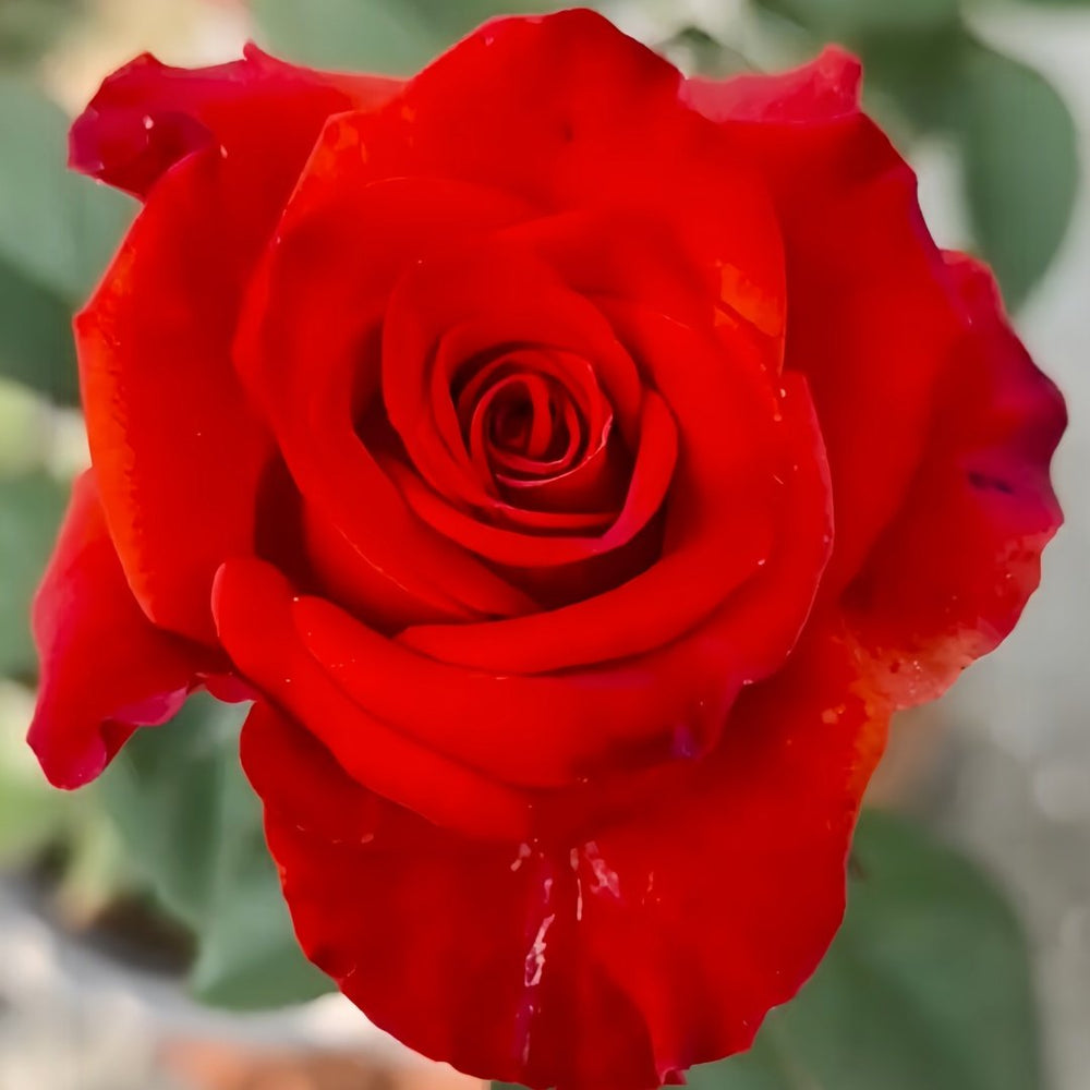 New Face Rose Plant|新面孔 image 3