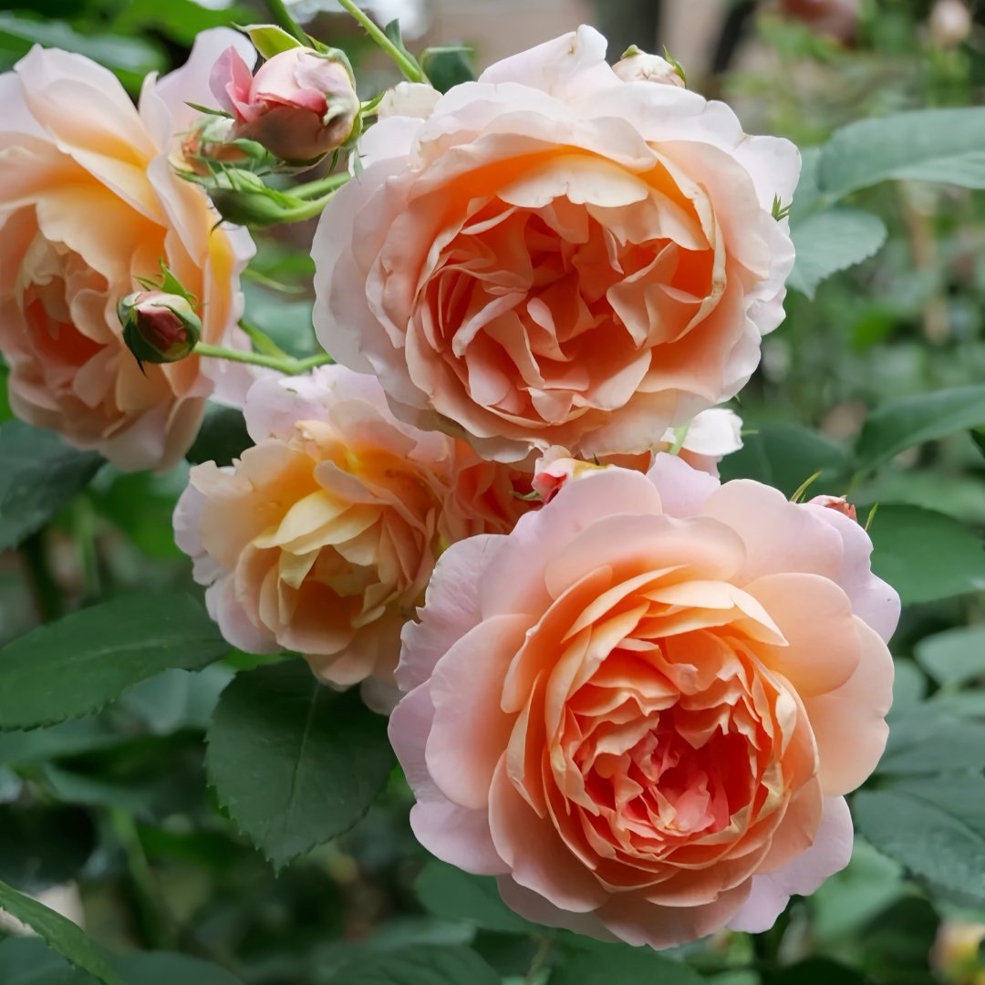 Zhiqiu Rose Plant|知秋 image 8