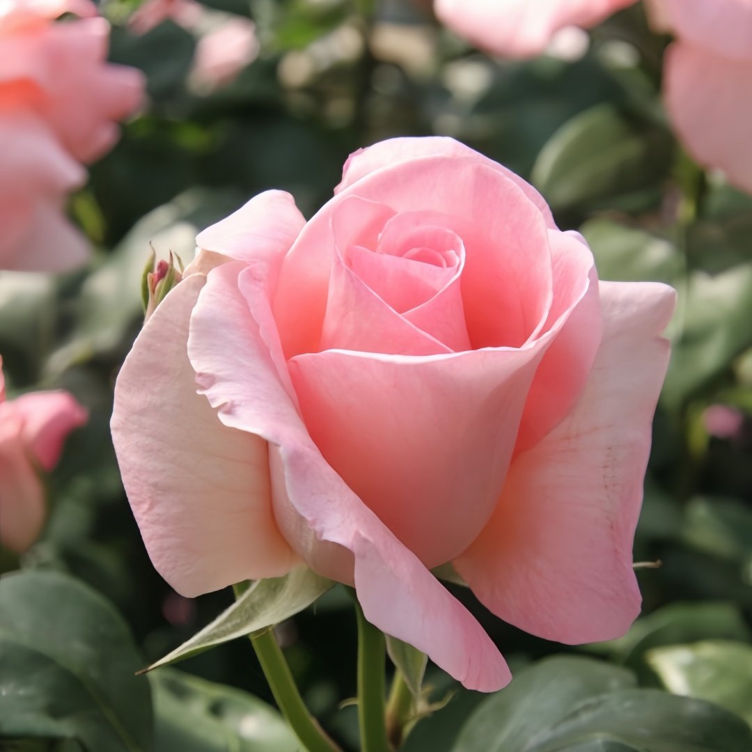 Summer Lady Rose Plant|夏日女士 image 5