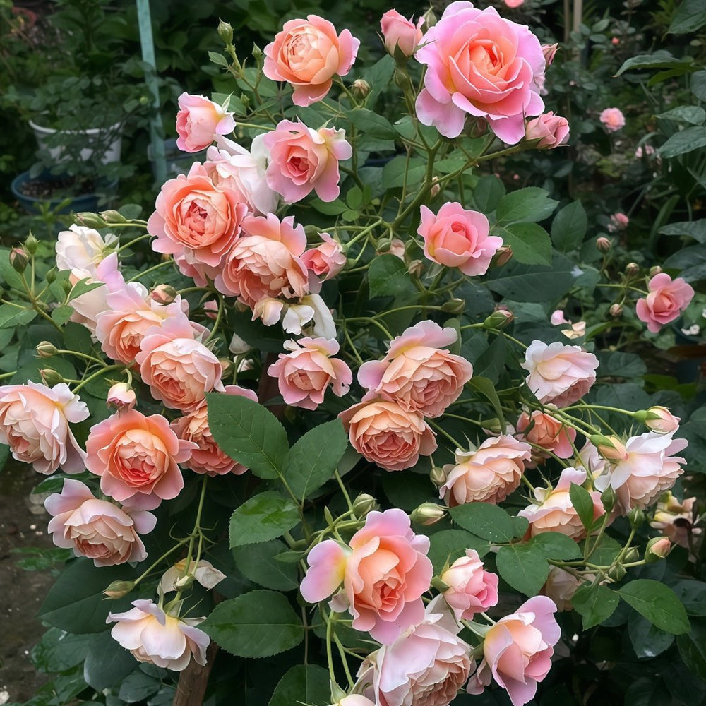 Zhiqiu Rose Plant|知秋 image 9