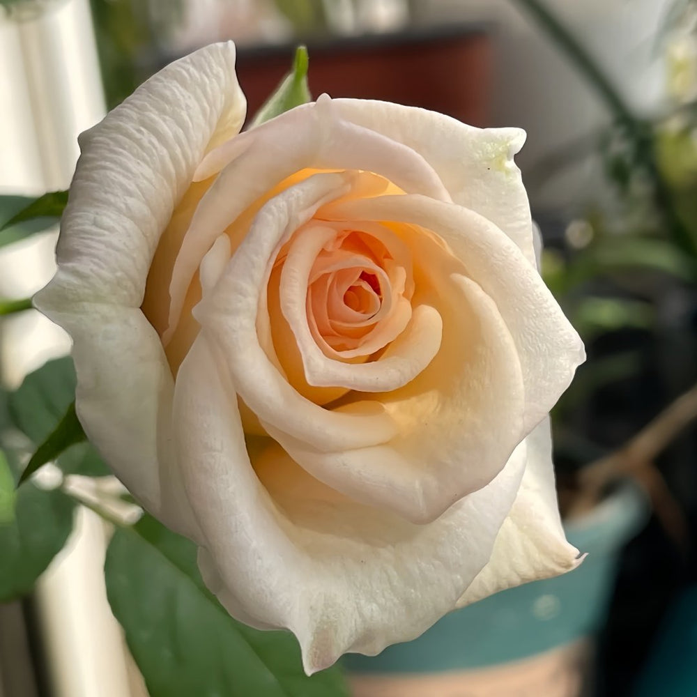White O′Hara Rose Plant｜白哈娜 image 7