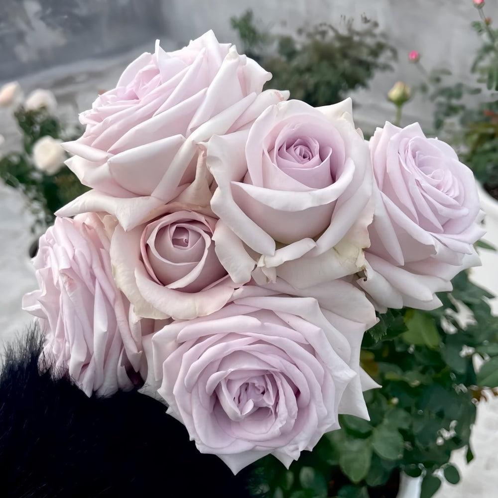 Bounty Way Rose Plant｜赏金之路 image 7