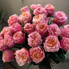 Mayra Flamingo Rose Plant｜梅拉火烈鸟 image 1