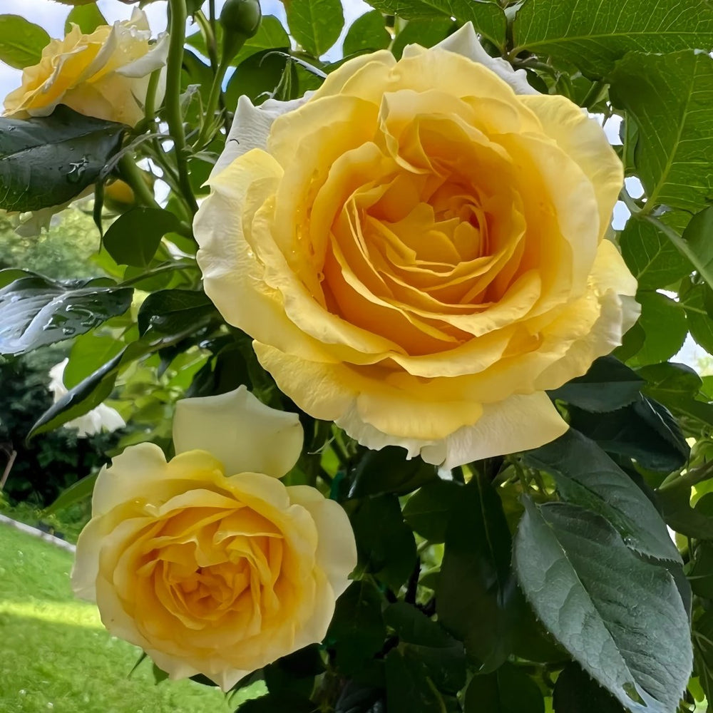 Sunny Beach Rose Plant｜阳光海滩 image 4