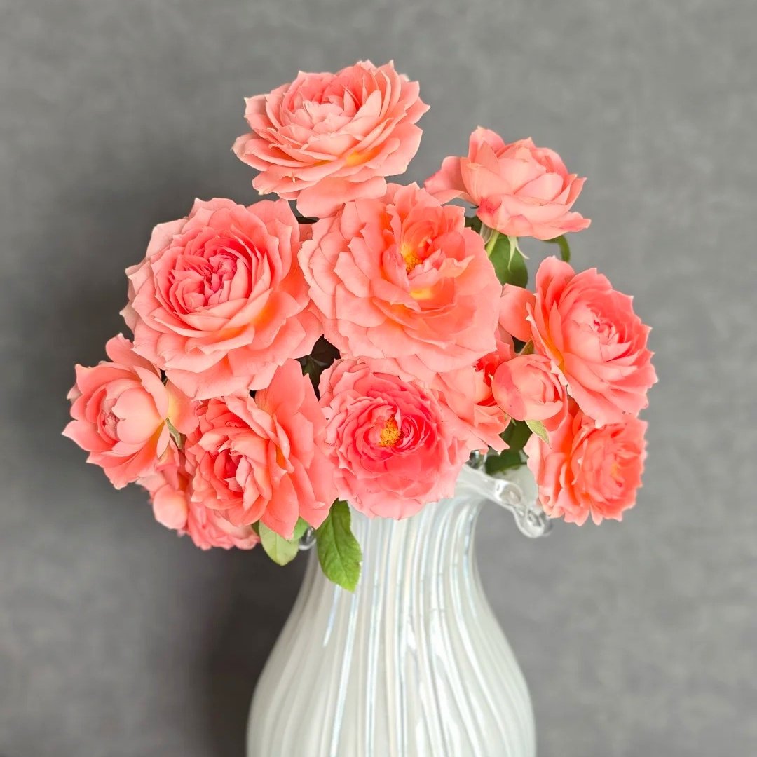 Princess Sakura Rose Plant|樱花公主 image 5