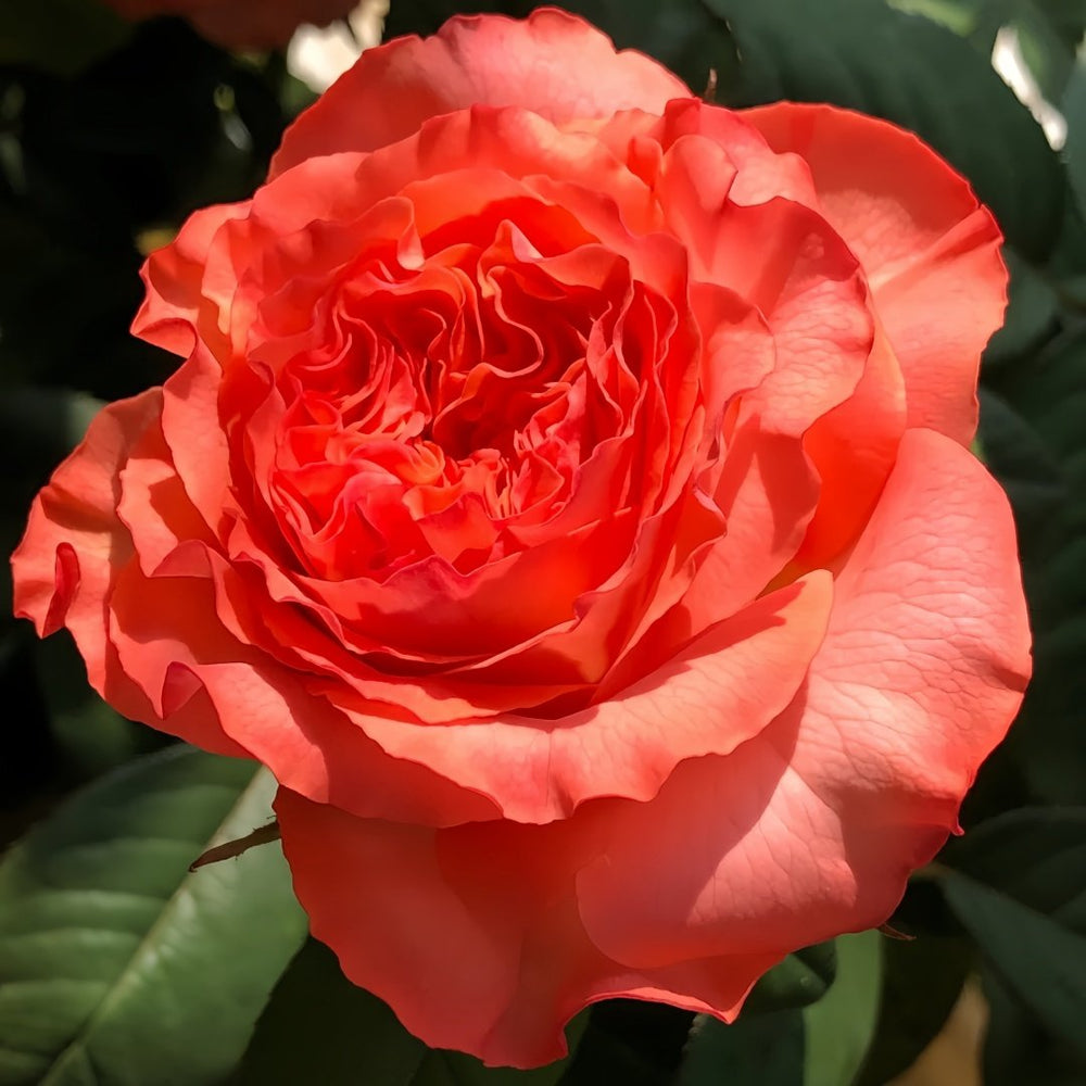 Red Coral Rose Plant｜红珊瑚 image 5