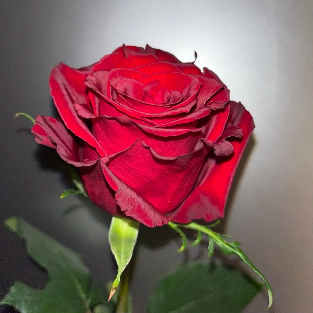 Legends Rose Plant|传奇玫瑰 image 5