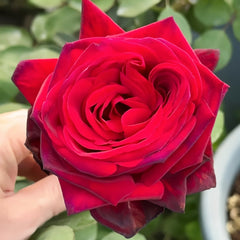 Edith Piaf Rose Plant ｜伊迪丝皮雅芙 image 0