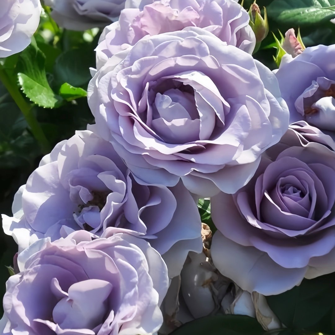 Blue Bajou Rose Plant|蓝宝石 image 1