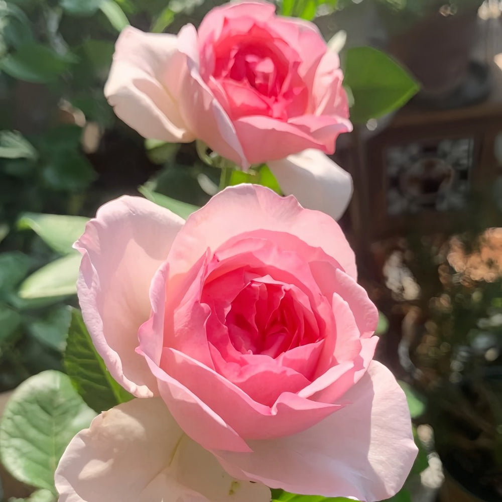 Neo cherry shallow Rose Plant ｜新浅樱桃 image 6
