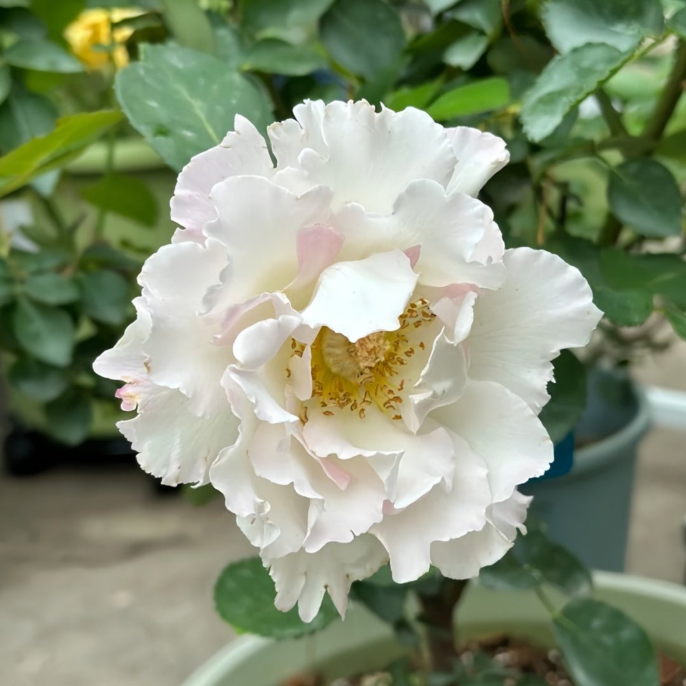 Le Blanc Rose Plant|乐柏/勒布朗 image 3