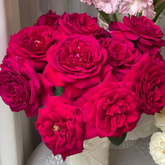 Femme fatale Rose Plant|蛇蝎美人 image 1