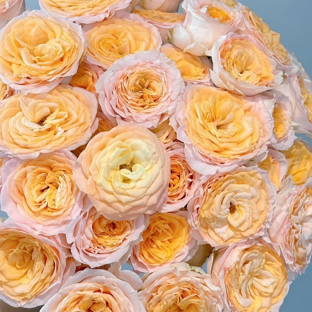 Mickey Bubbles Rose Plant|米奇泡泡 image 8