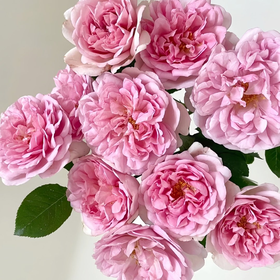 Antoinette Rose Plant|绝代艳后 image 4