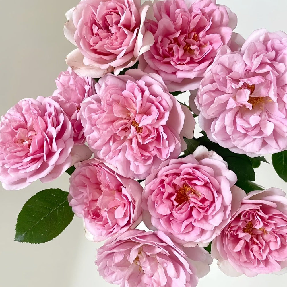 Antoinette Rose Plant|绝代艳后 image 4