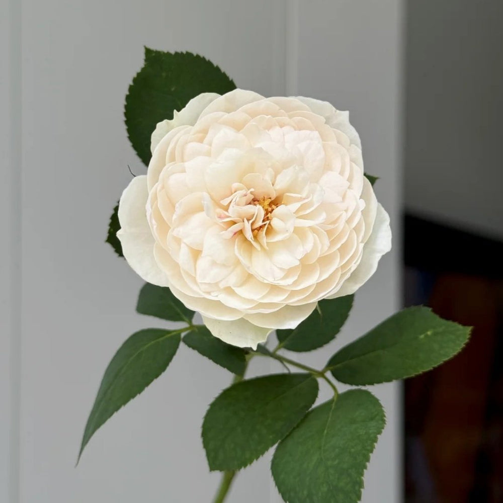 Lapin Rose Plant|小兔子 image 11