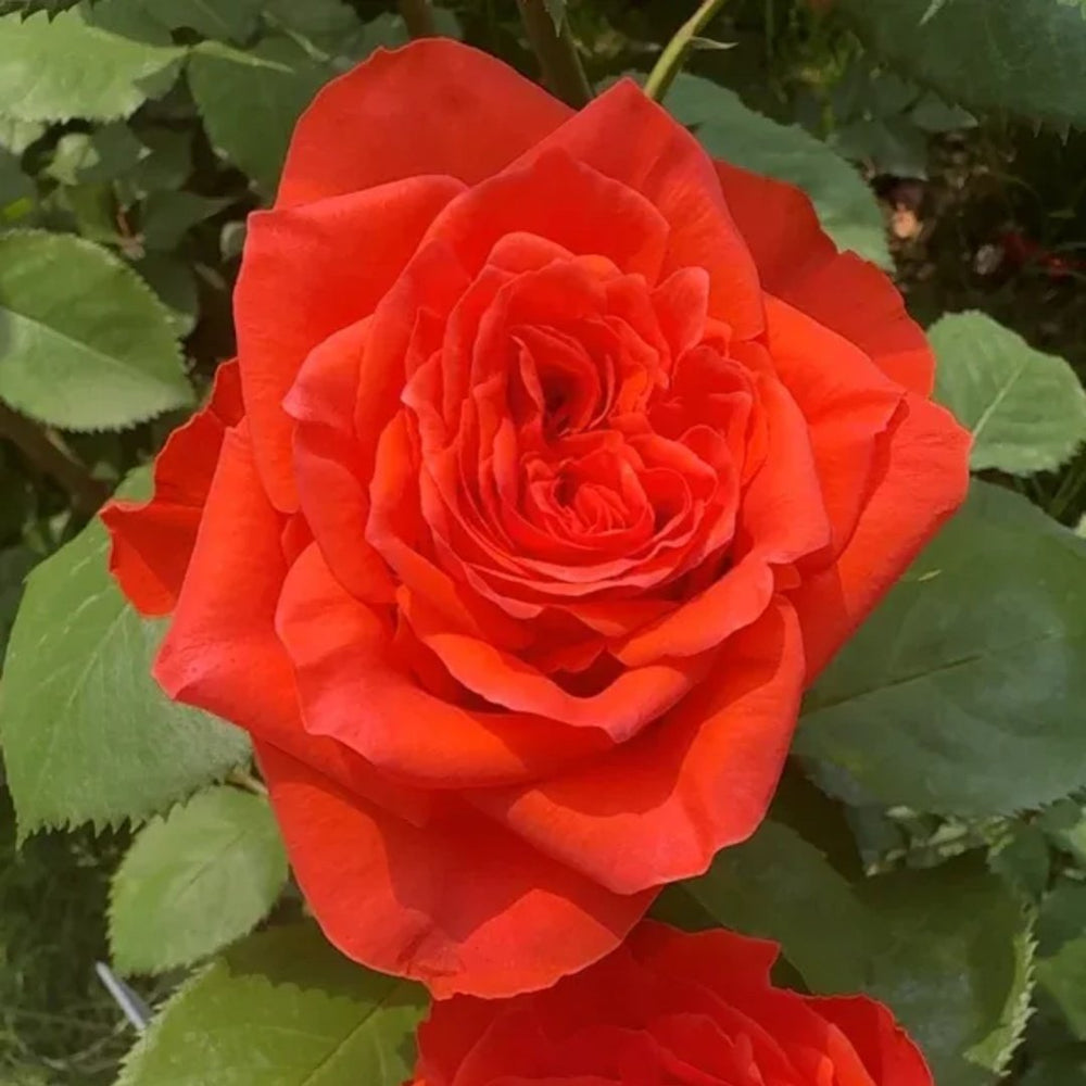Wine Red Embroidery Rose Plant|酒红刺绣 image 5