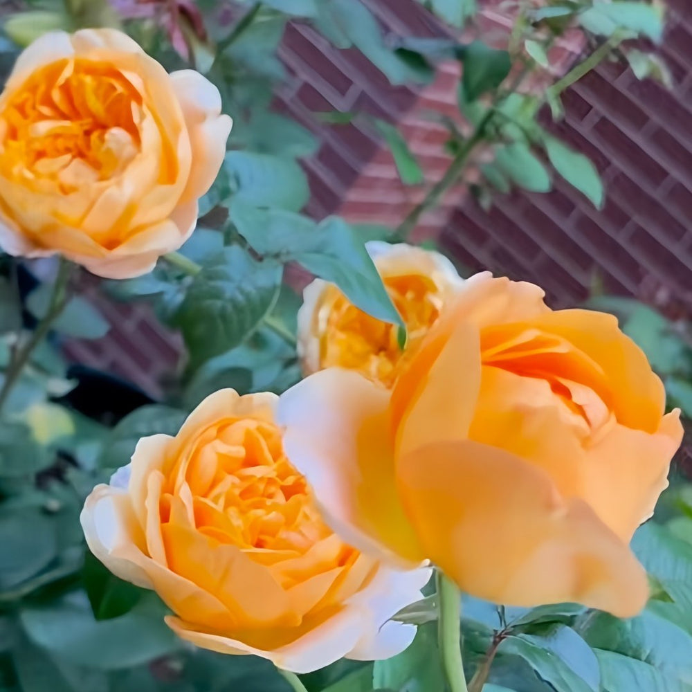Bergamotte Rose Plant | 香柠檬 image 2