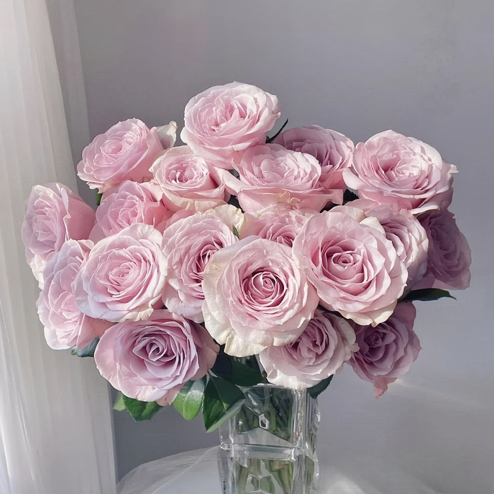 Cosette Rose Plant | 柯赛特 image 9