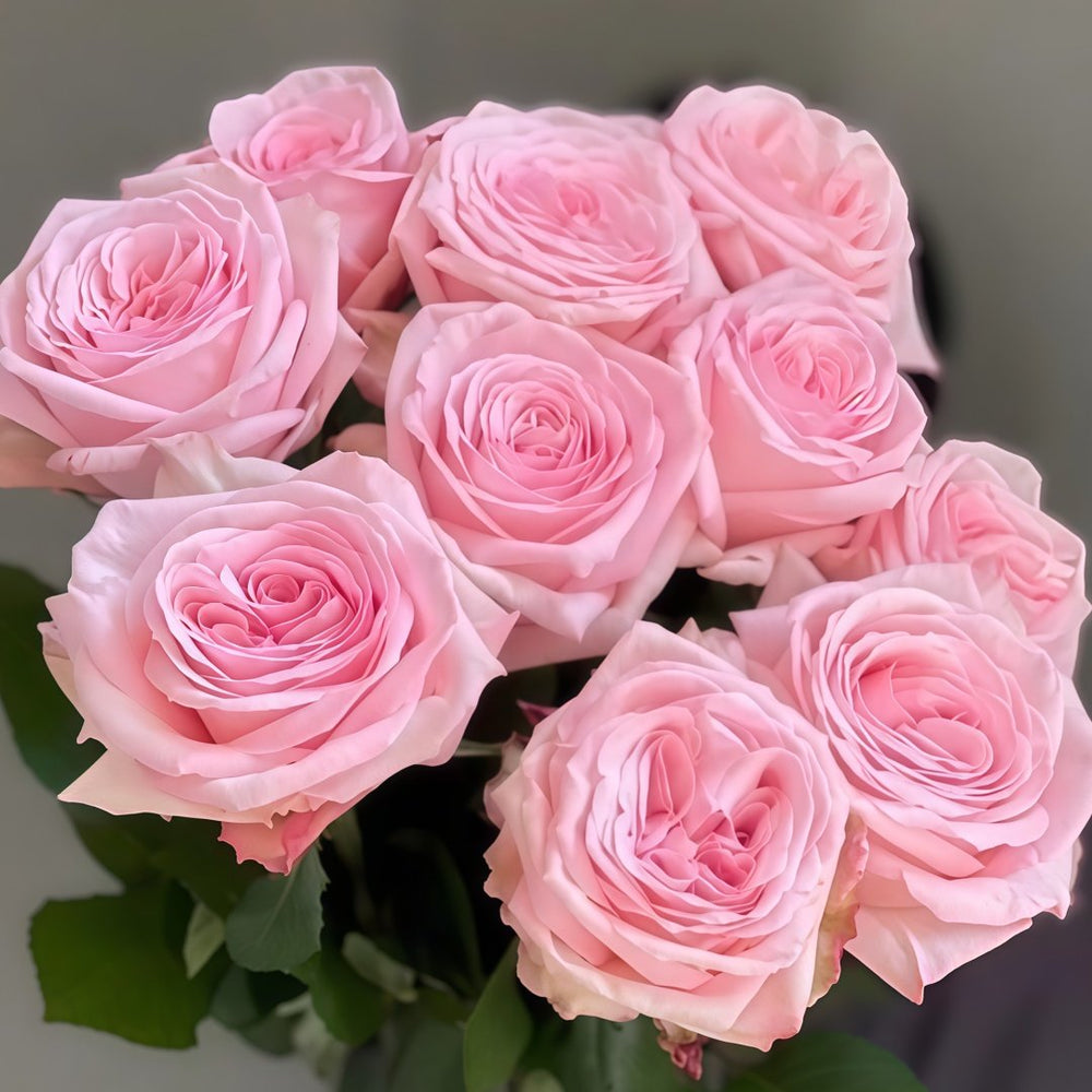 Pink O‘Hara Rose Plant|粉荔枝 image 6