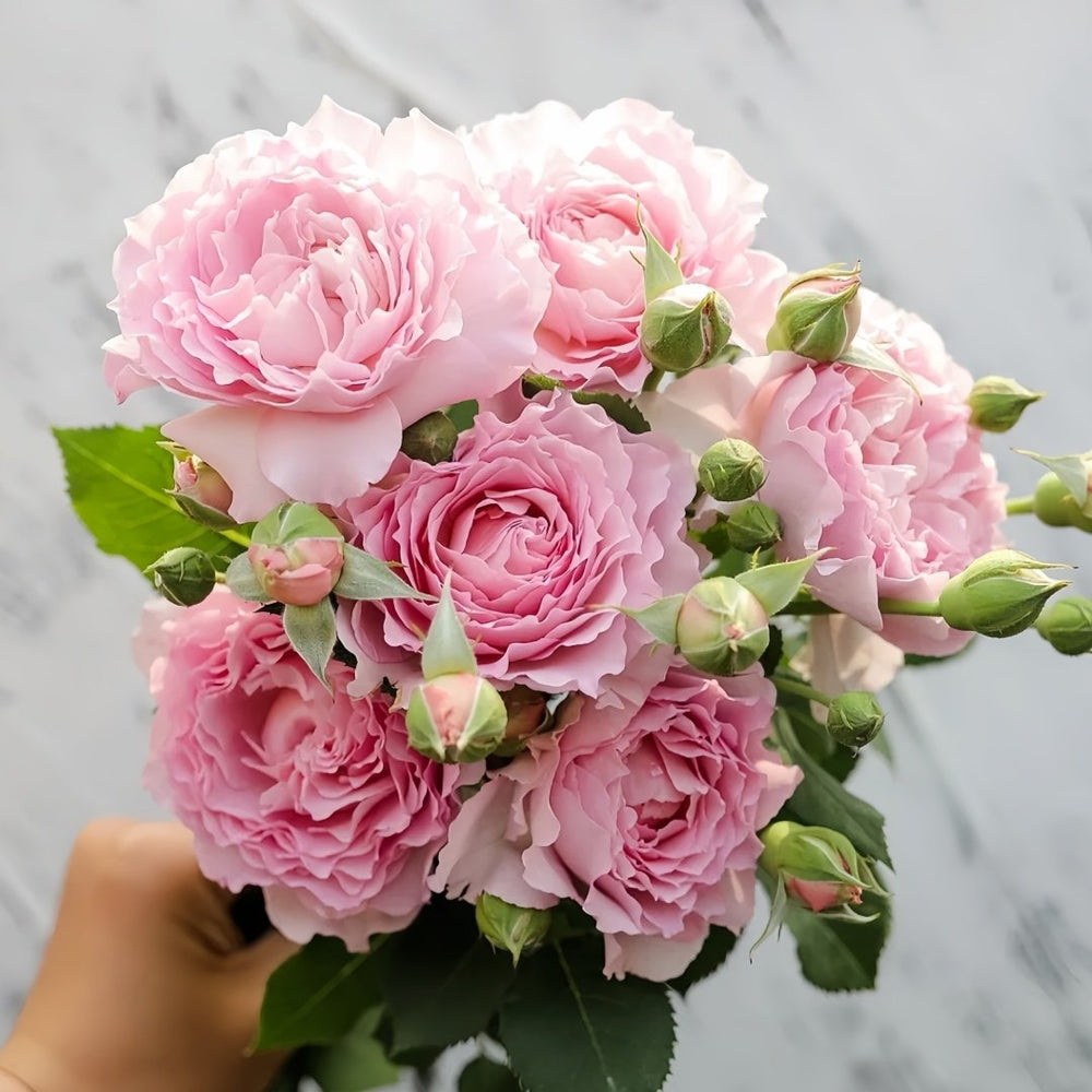Ningzhi Rose Plant｜凝脂 image 2