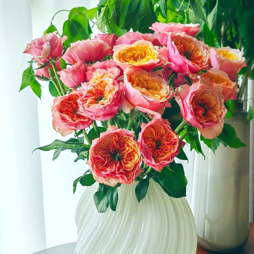 Kensington Garden Rose Plant｜肯辛顿公园 image 10