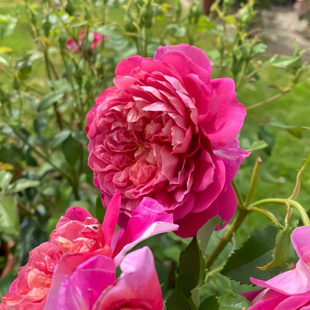 Emma Bridgewater Rose Plant|艾玛·布里奇沃特 image 5