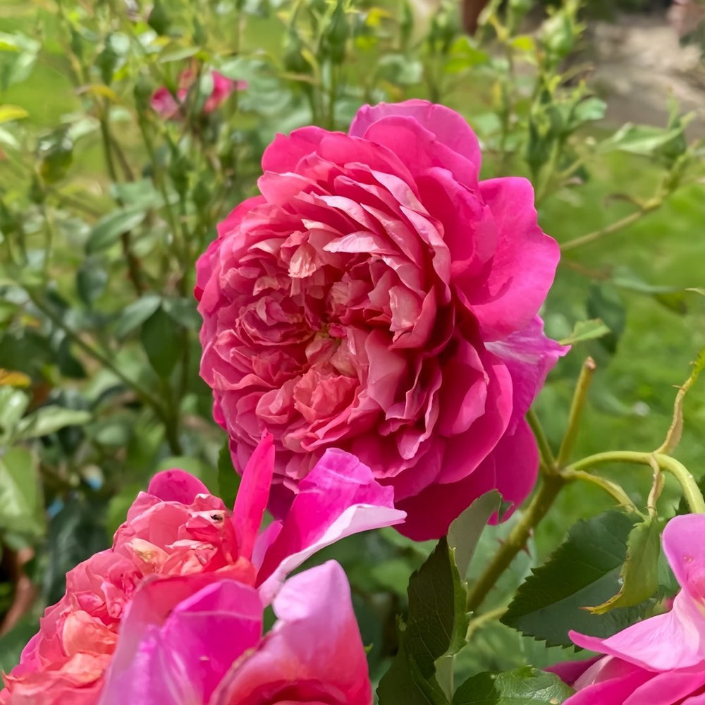 Emma Bridgewater Rose Plant|艾玛·布里奇沃特 image 5