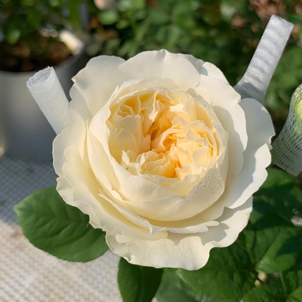 Moon Fairy Rose Plant|皎月仙子 image 7