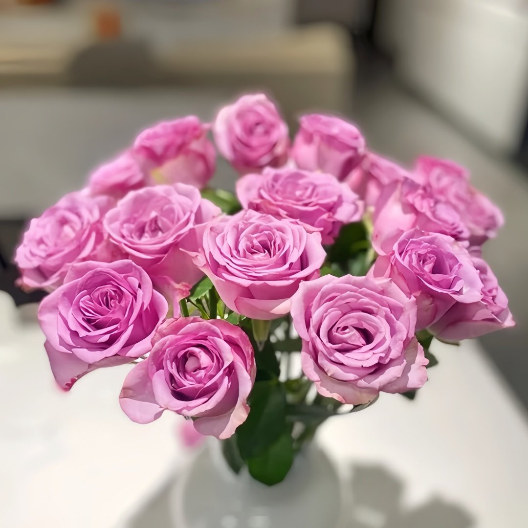Cool Water Rose Plant|冷美人 image 9