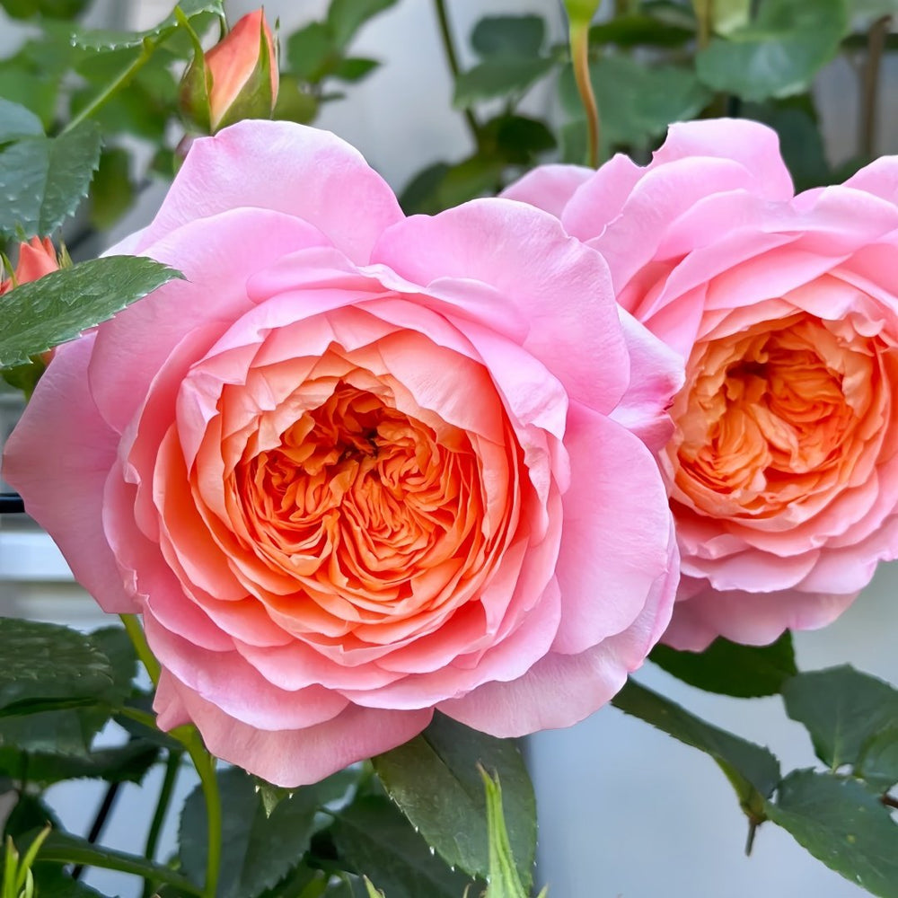 JuZi Rose Plant-橘子 image 4