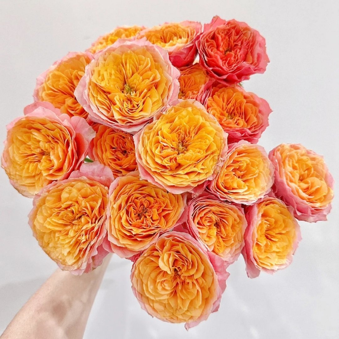 Kensington Garden Rose Plant｜肯辛顿公园 image 0