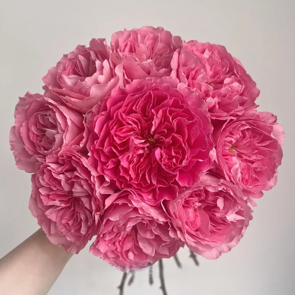 Pheobe Rose Plant| 菲比 image 0