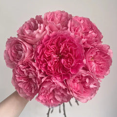Pheobe Rose Plant| 菲比 image 0