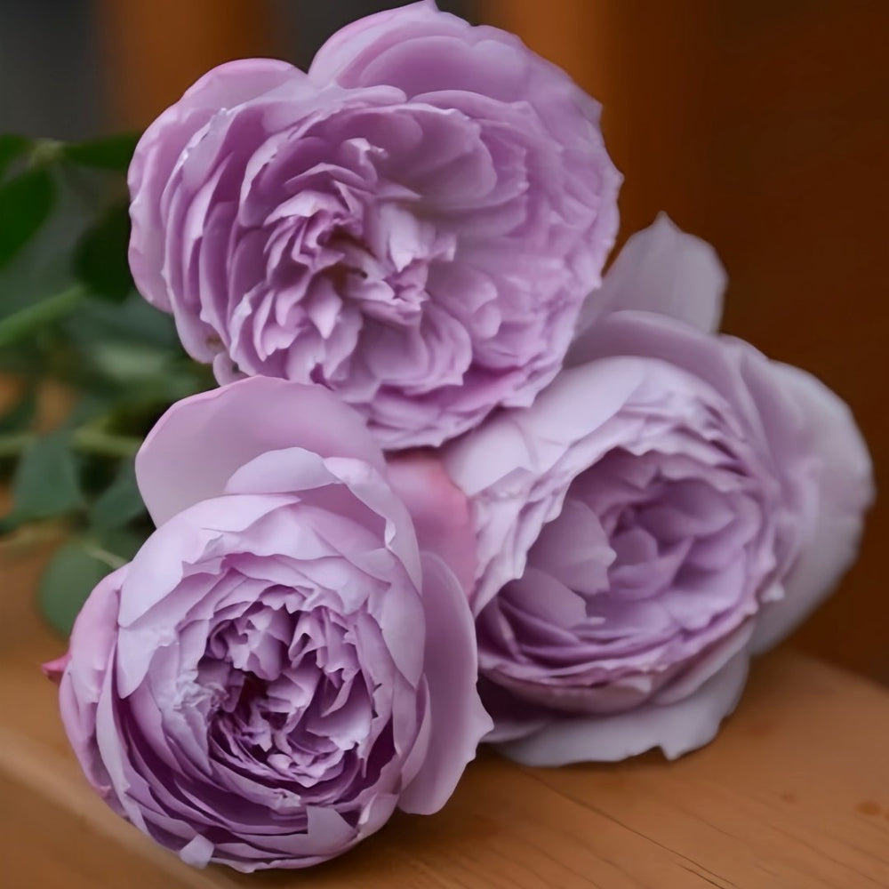 Lapis Lazuli Rose Plant｜青金石 image 6