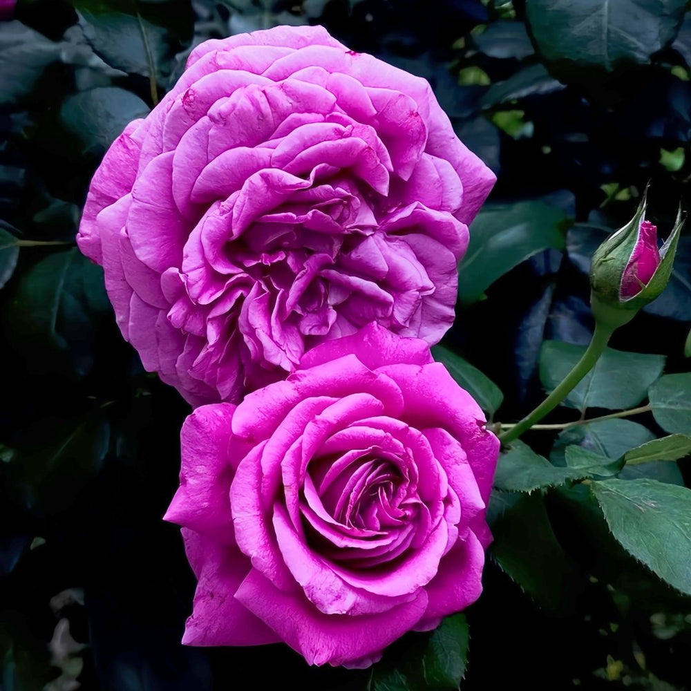 Claude Brasseur Rose Plant｜克劳德布拉瑟 image 4