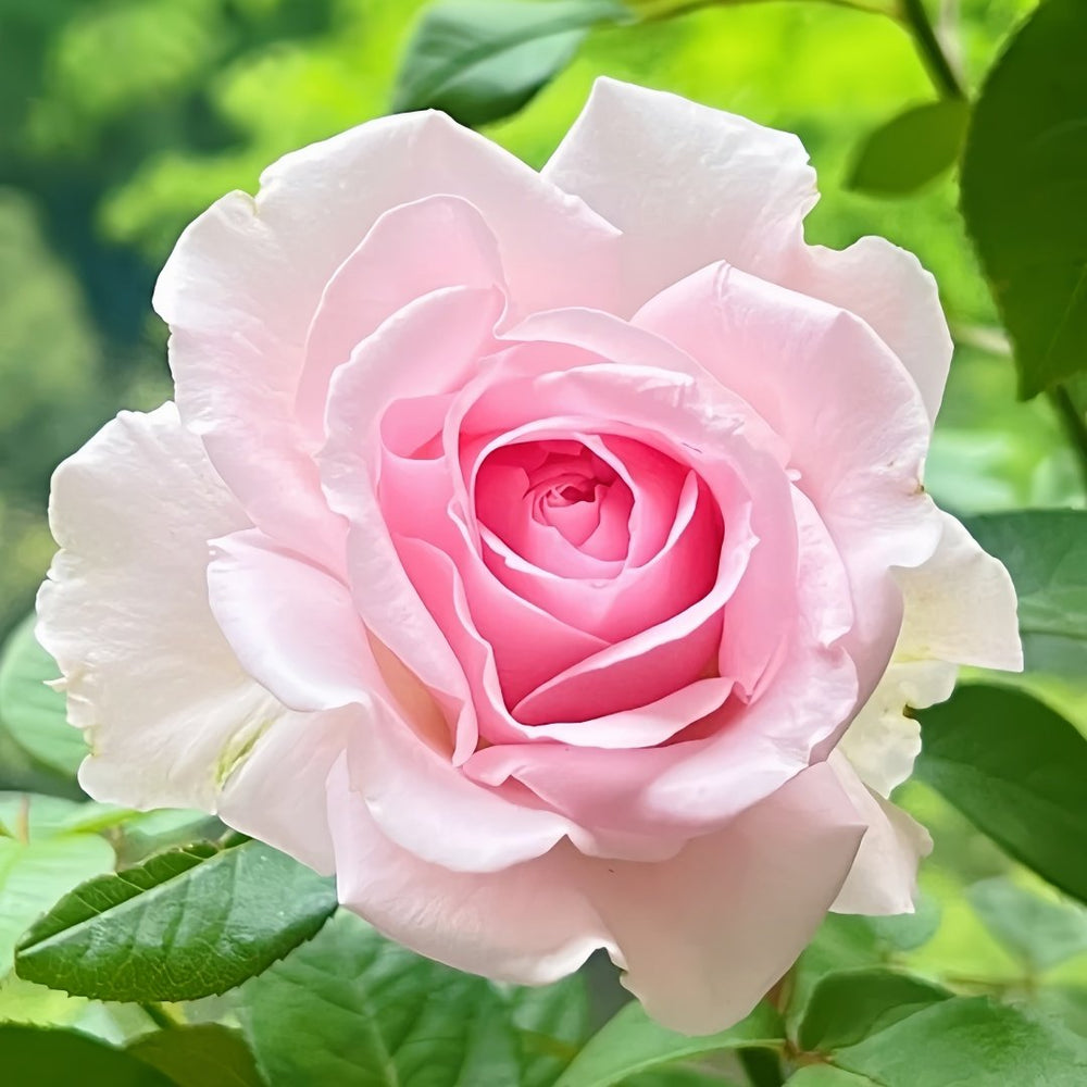 Wellenspiel Rose Plant|仙女泉 image 1
