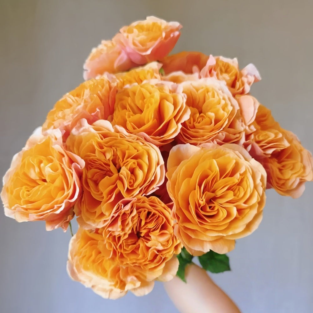 South Park Rose Plant｜南方公园 image 1